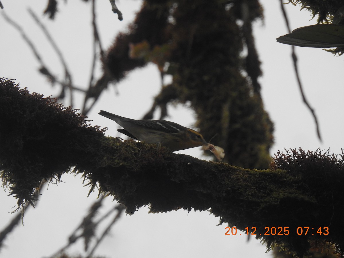 Blackburnian Warbler - ML647292465