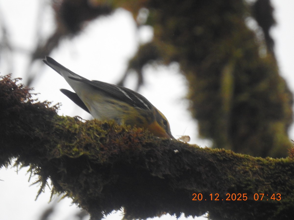 Blackburnian Warbler - ML647292466
