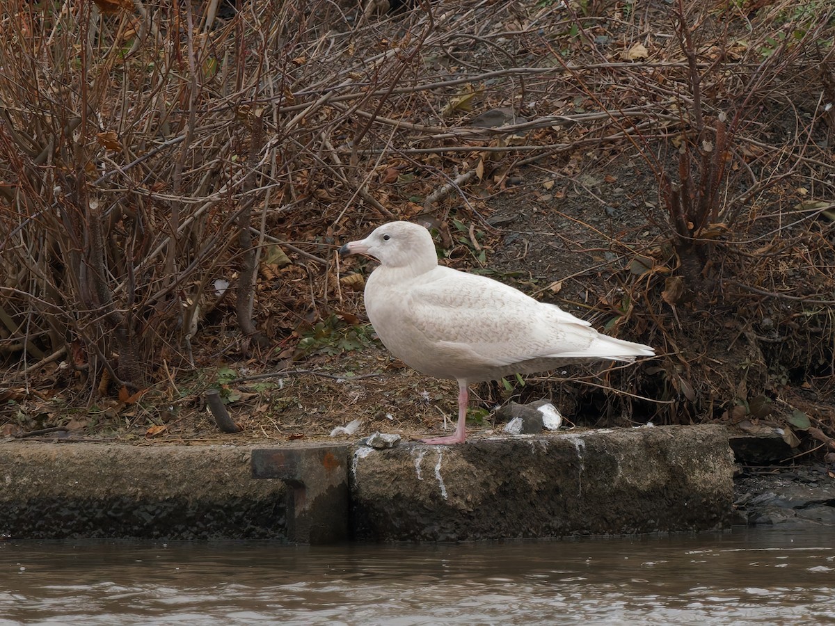 Gavión Hiperbóreo - ML647292468