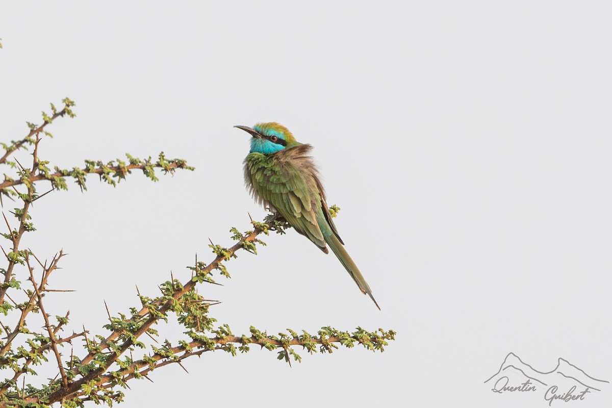 Arabian Green Bee-eater - ML647292469