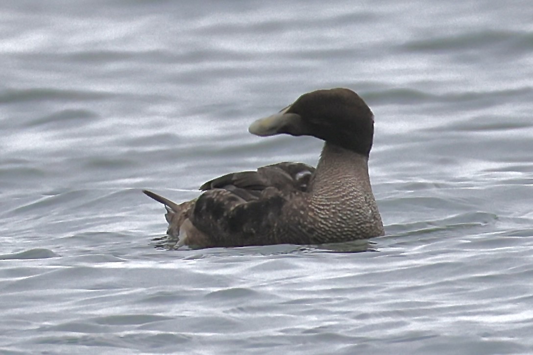 Common Eider - ML647292476