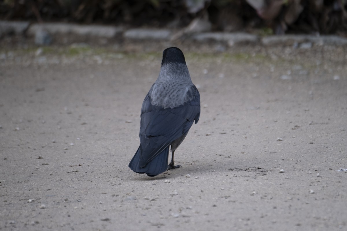 Carrion x Hooded Crow (hybrid) - ML647292477