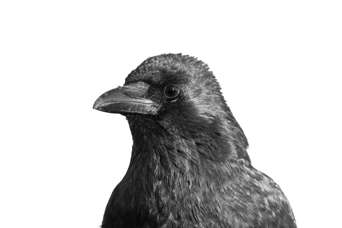 Carrion Crow - ML647292487