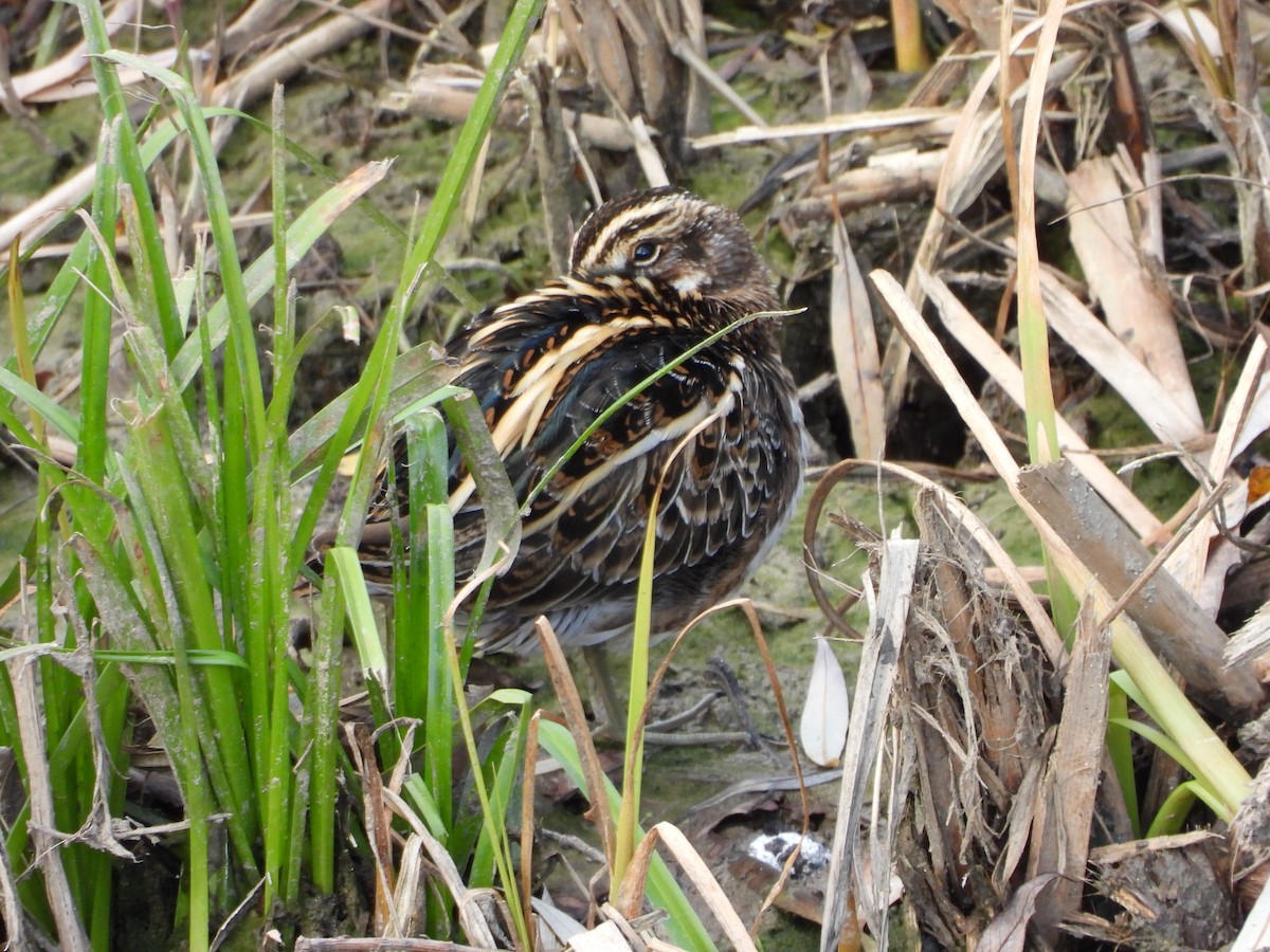 Jack Snipe - ML647292503