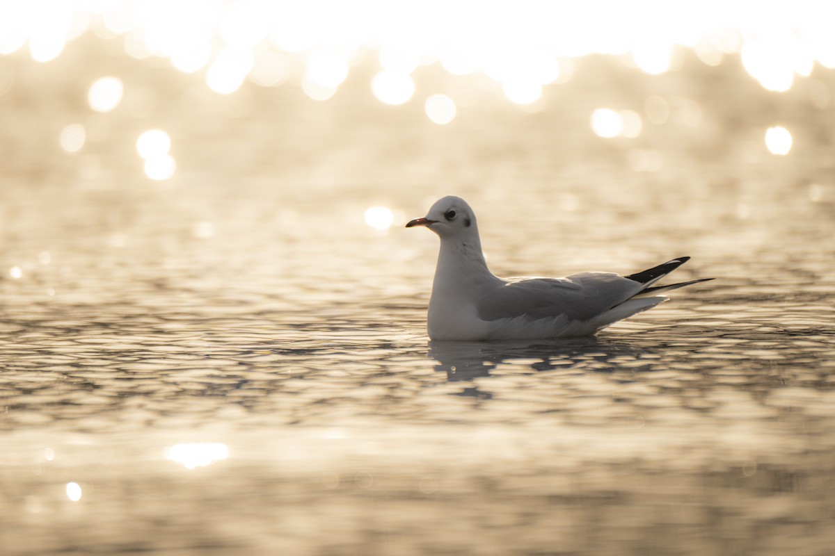 Black-headed Gull - ML647292504