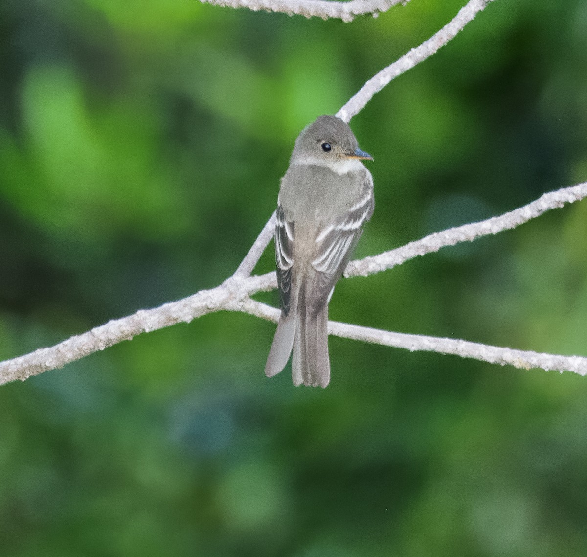 Eastern Wood-Pewee - ML647292507