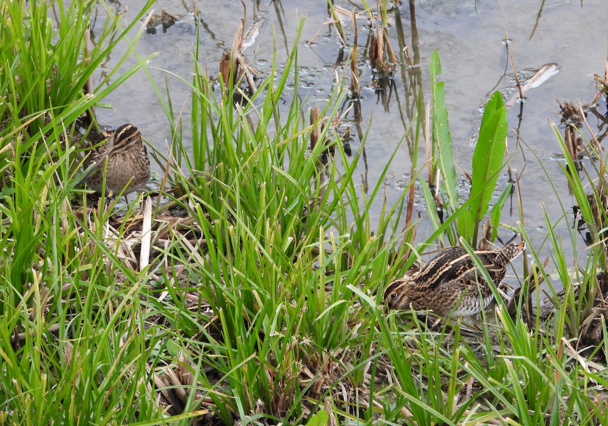Common Snipe - ML647292513