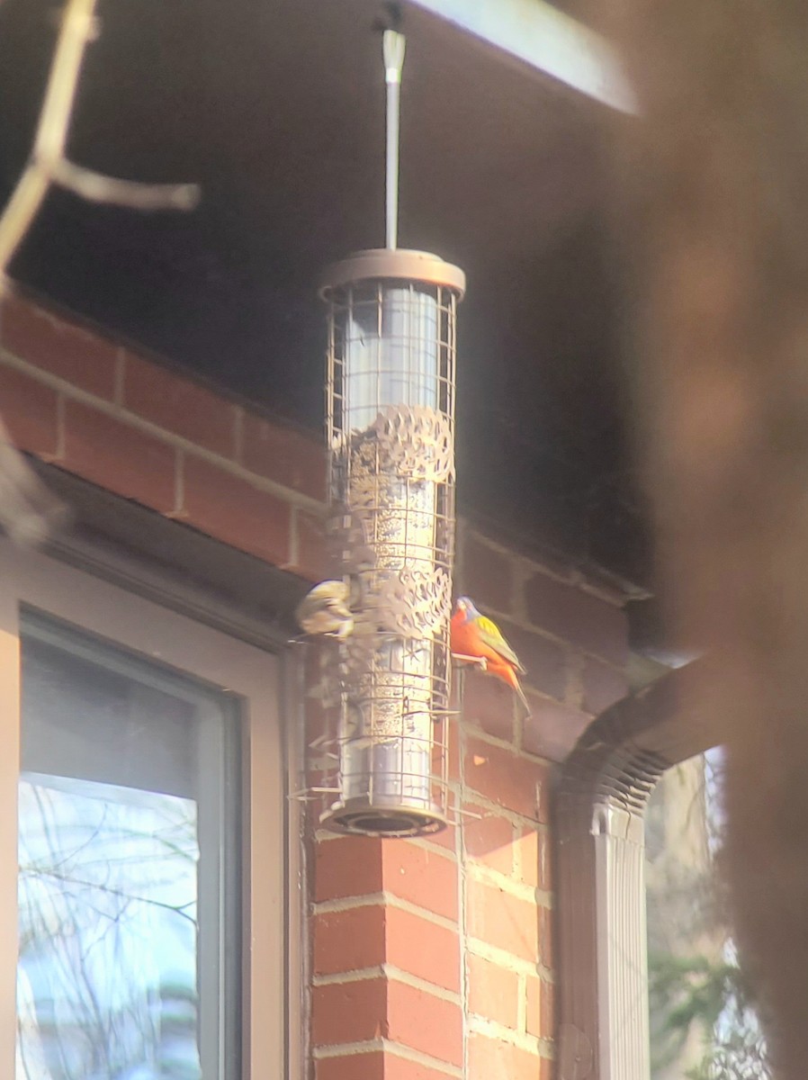 Painted Bunting - ML647292520