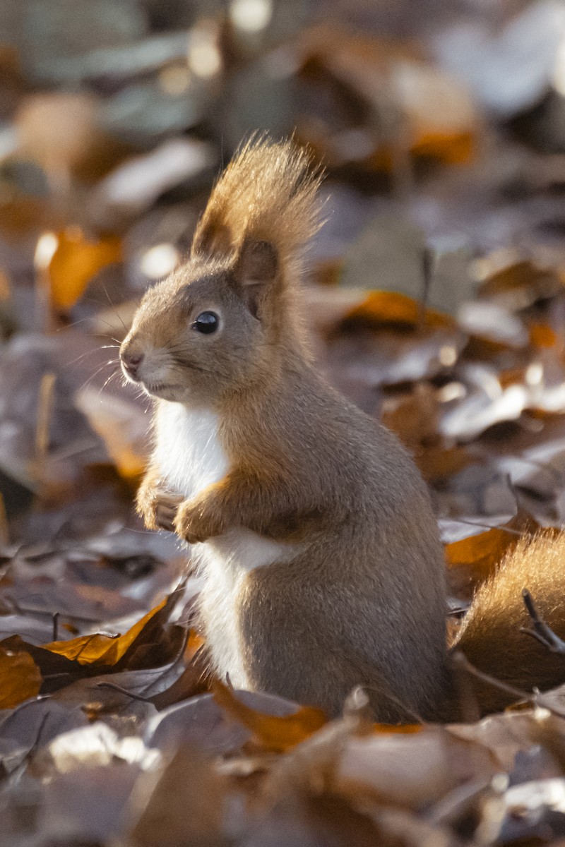 Eurasian Red Squirrel - ML647292522
