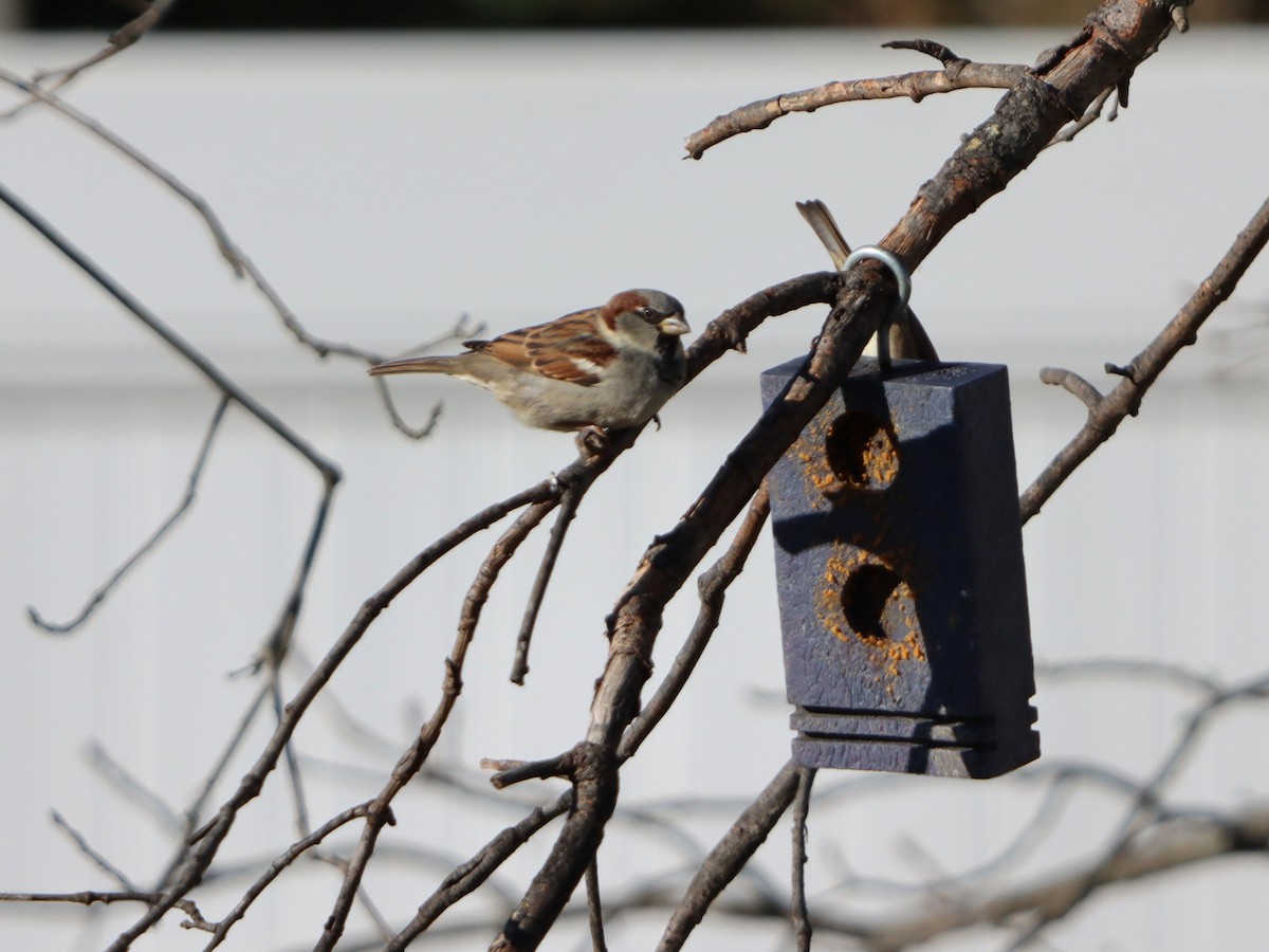 House Sparrow - ML647292532