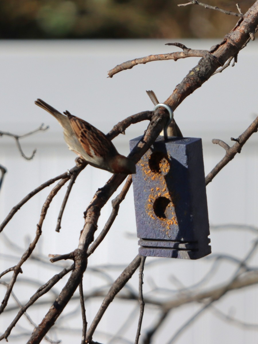 House Sparrow - ML647292533