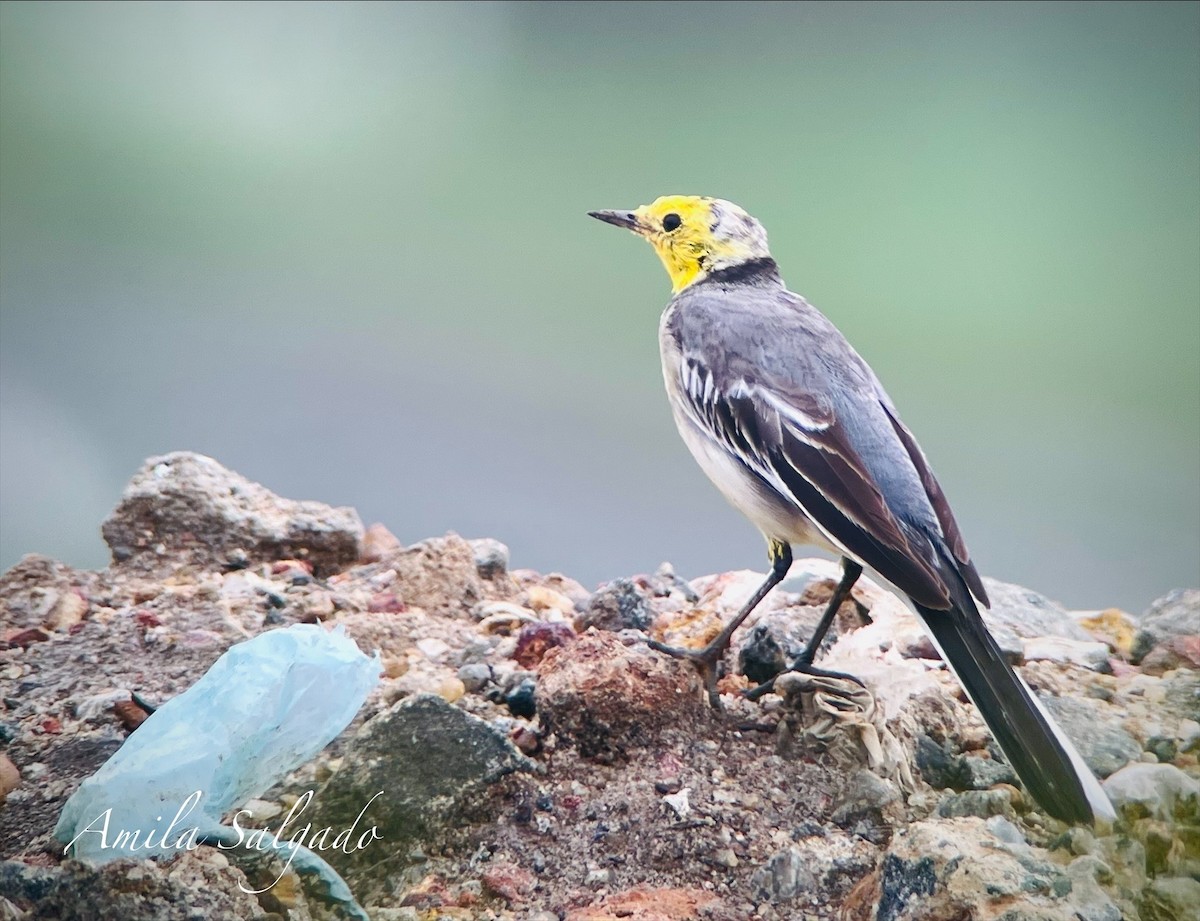 Citrine Wagtail - ML647292537
