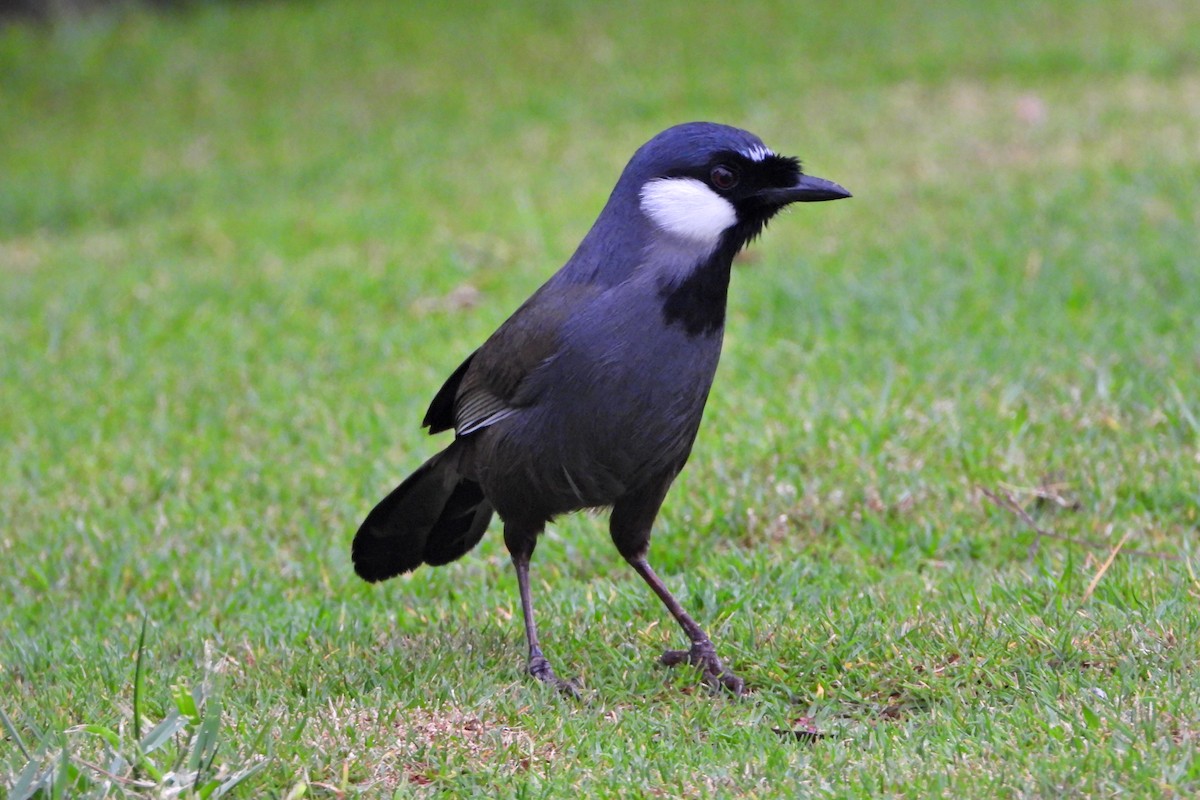 Black-throated Laughingthrush (Black-throated) - ML647292540