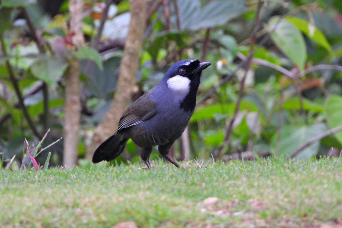 Black-throated Laughingthrush (Black-throated) - ML647292541