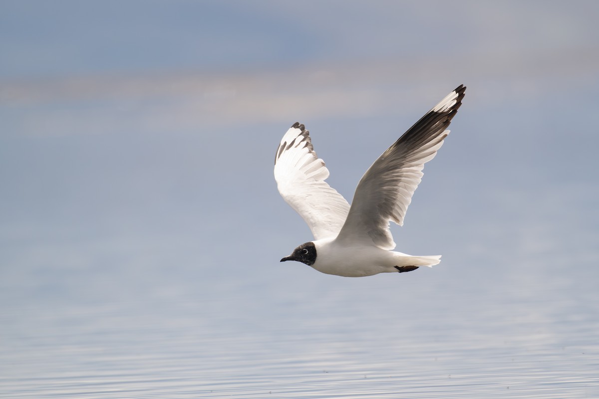 Andean Gull - ML647292551