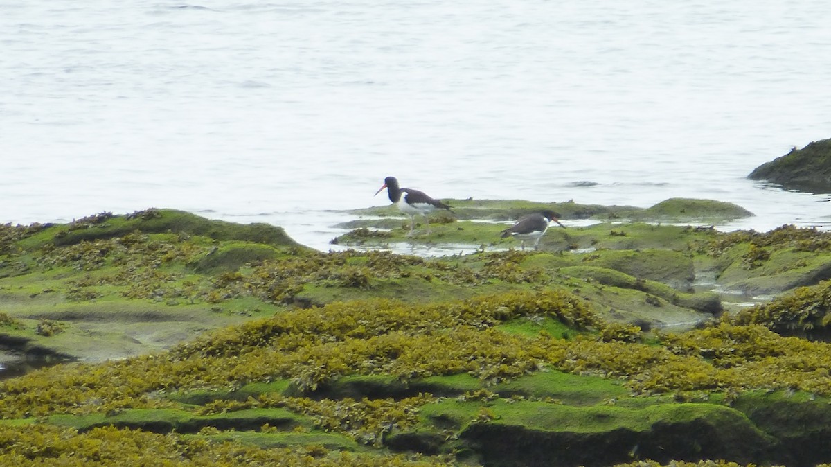 Eurasian Oystercatcher - ML647292561