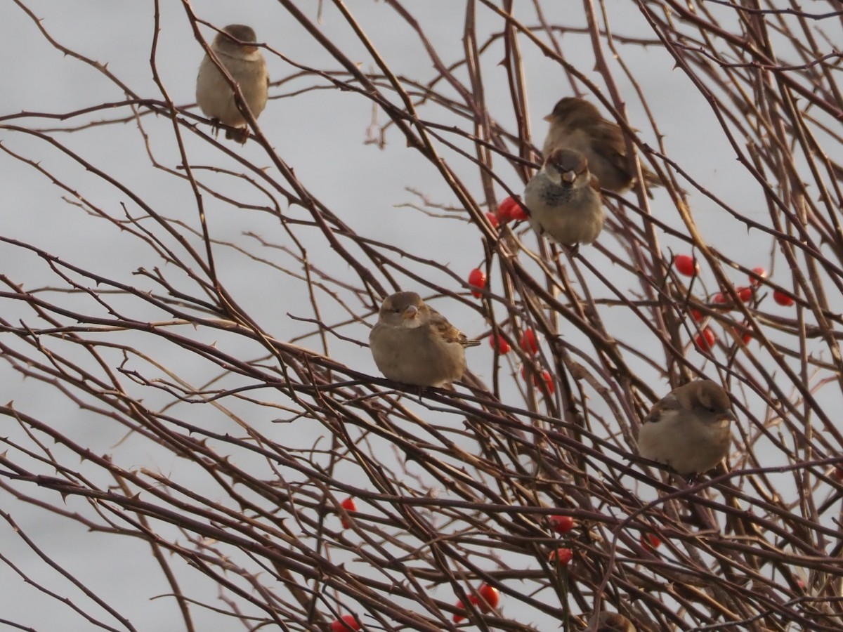 House Sparrow - ML647292579
