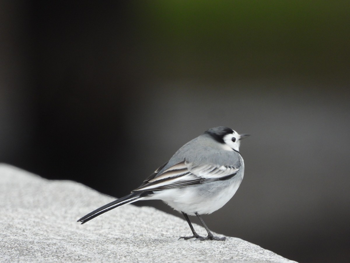 White Wagtail - ML647292581