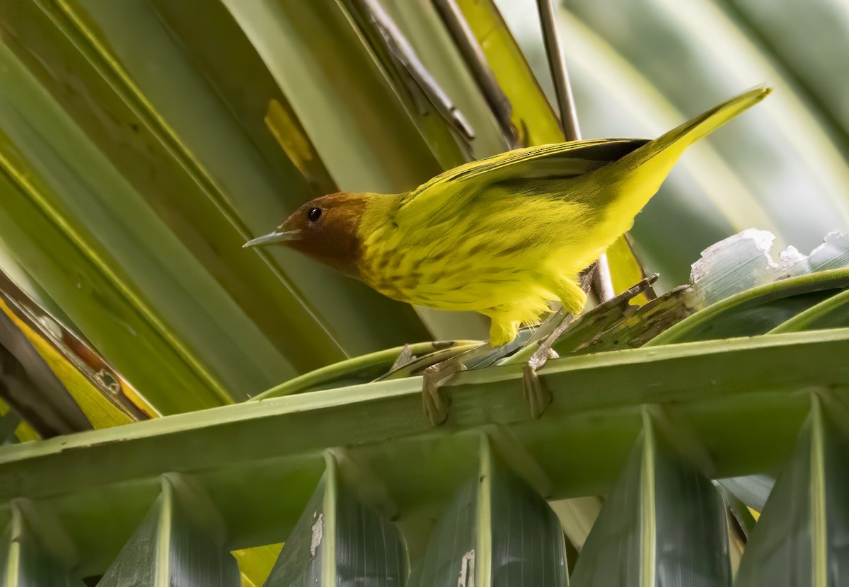 Mangrove Yellow Warbler (Panama) - ML647292582