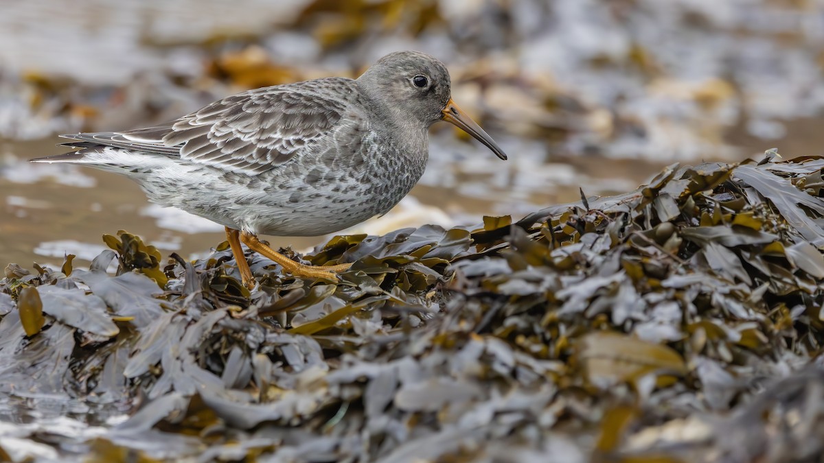 Purple Sandpiper - ML647292591