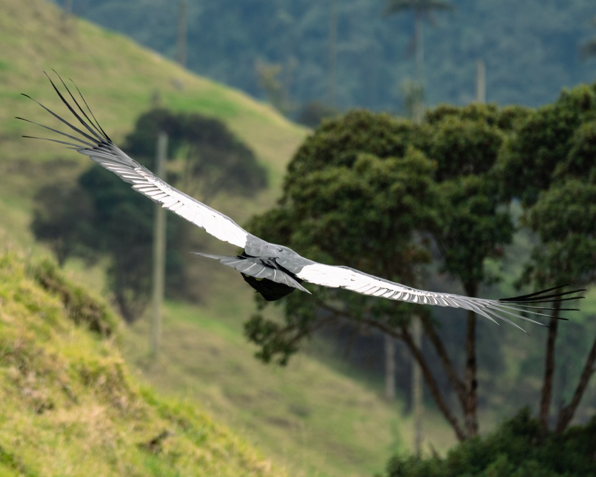 Andean Condor - ML647292596