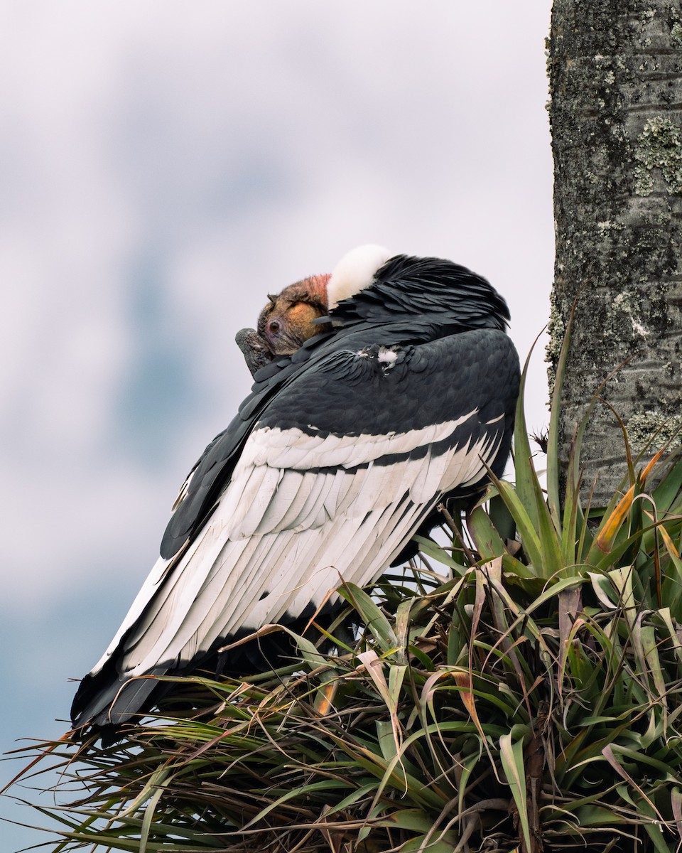 Andean Condor - ML647292598