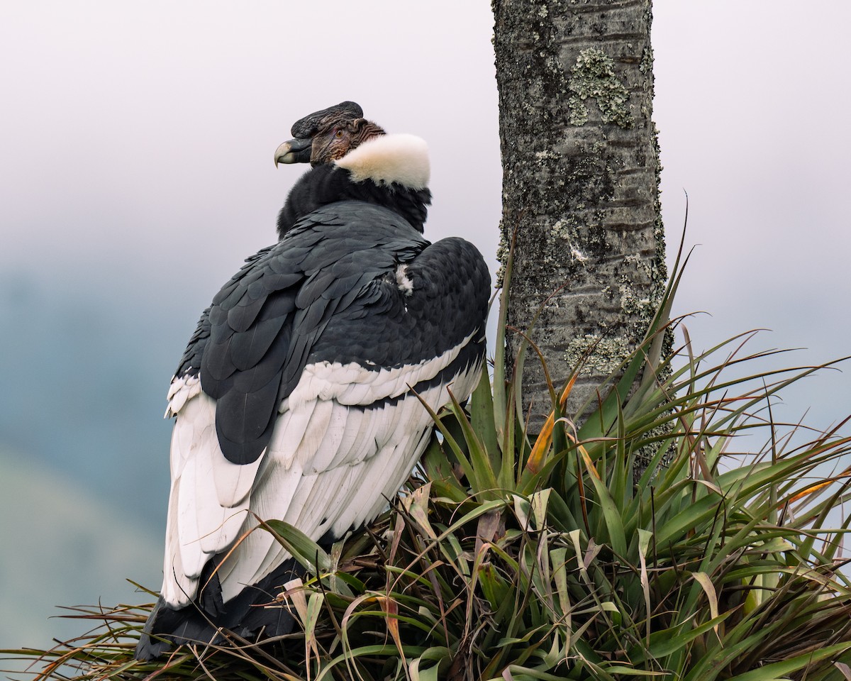 Andean Condor - ML647292599