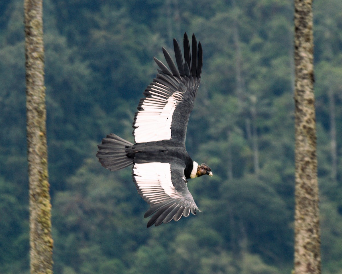 Andean Condor - ML647292600