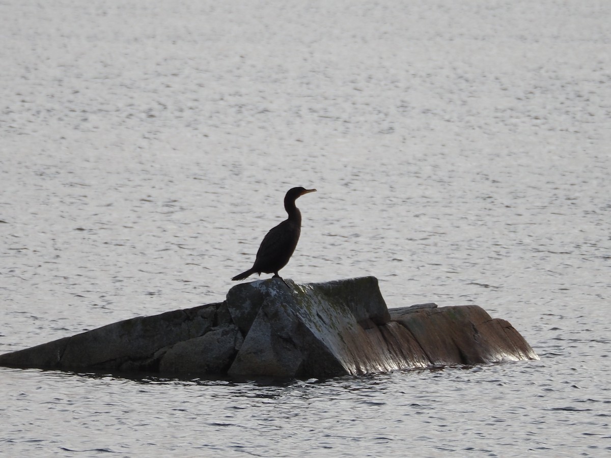 Great/Double-crested Cormorant - ML647292601