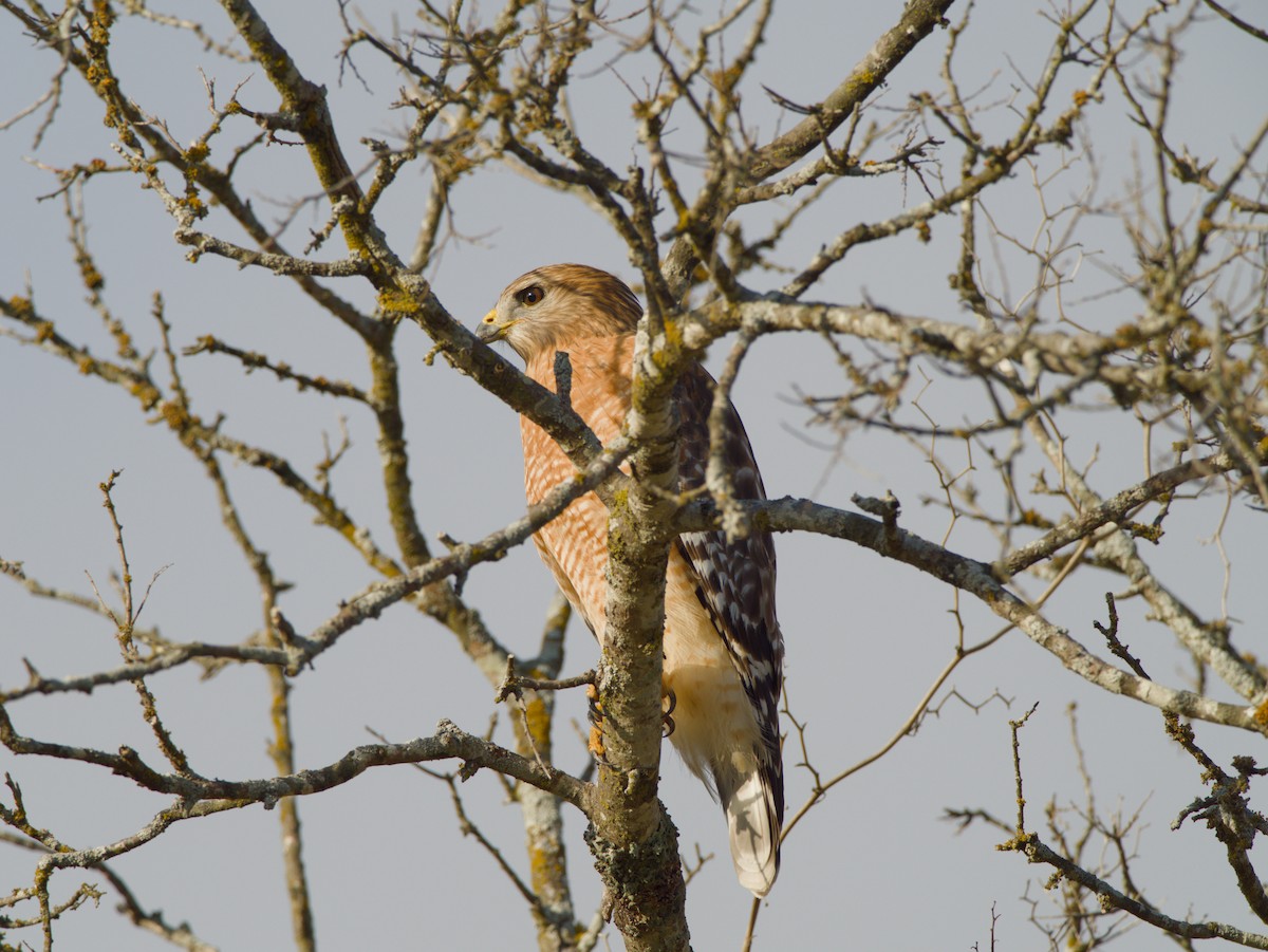 Red-shouldered Hawk - ML647292602