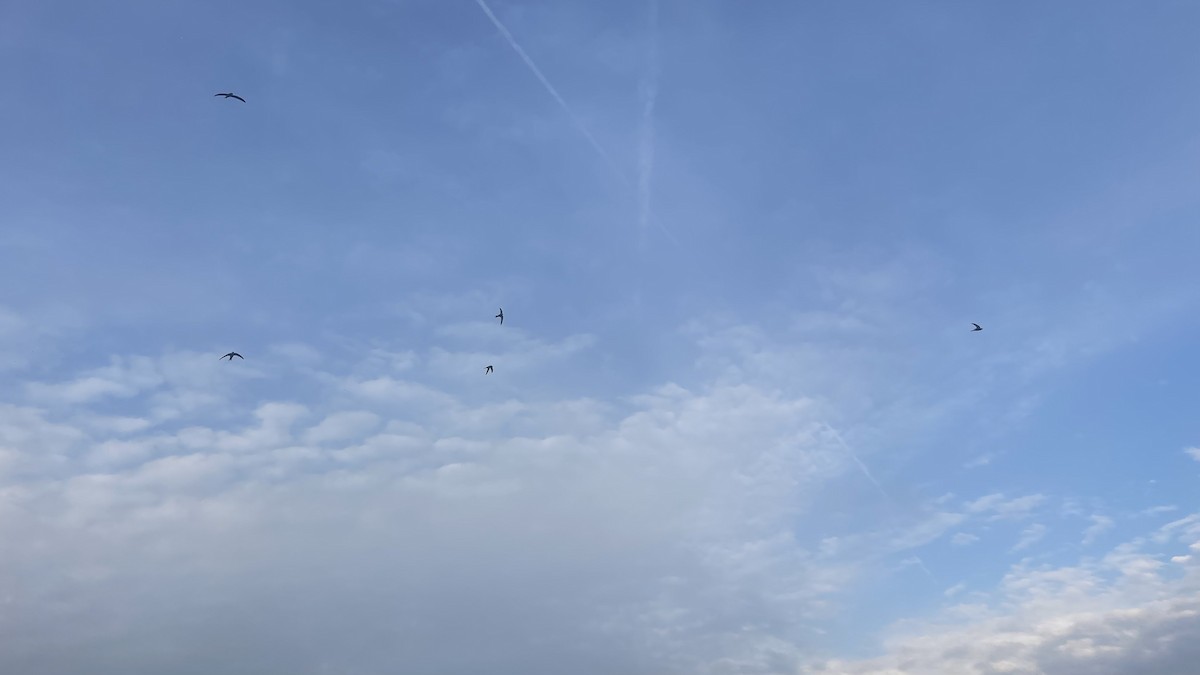 Pallid Swift - ML647292603