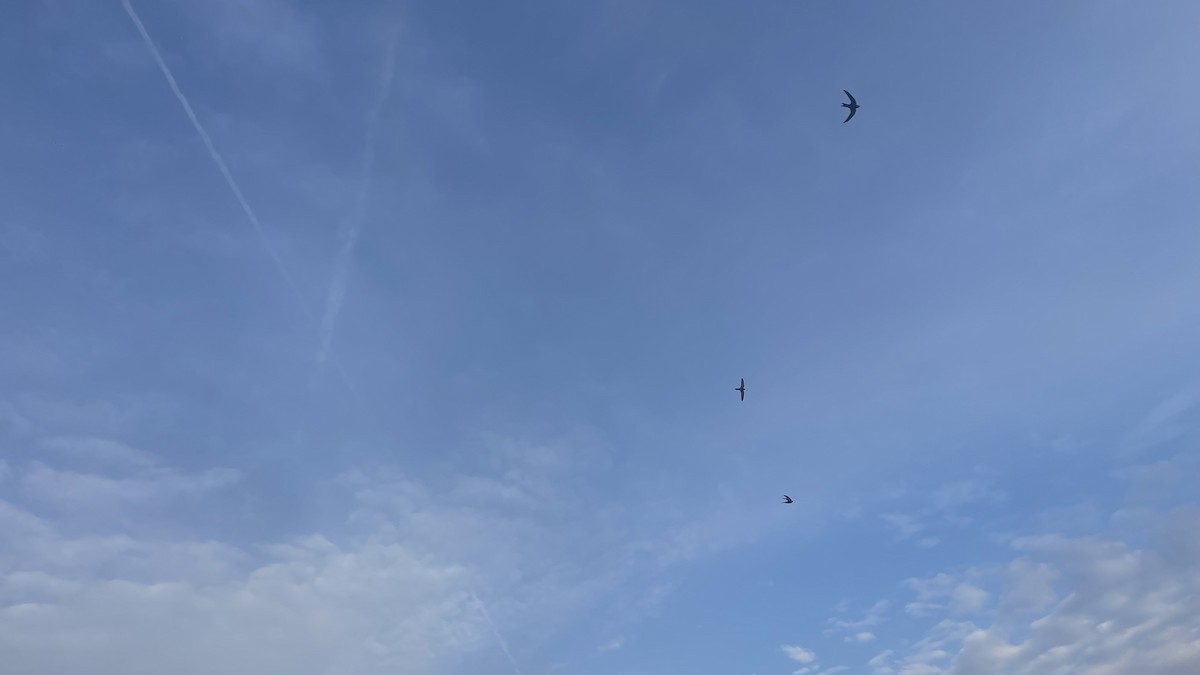 Pallid Swift - ML647292604