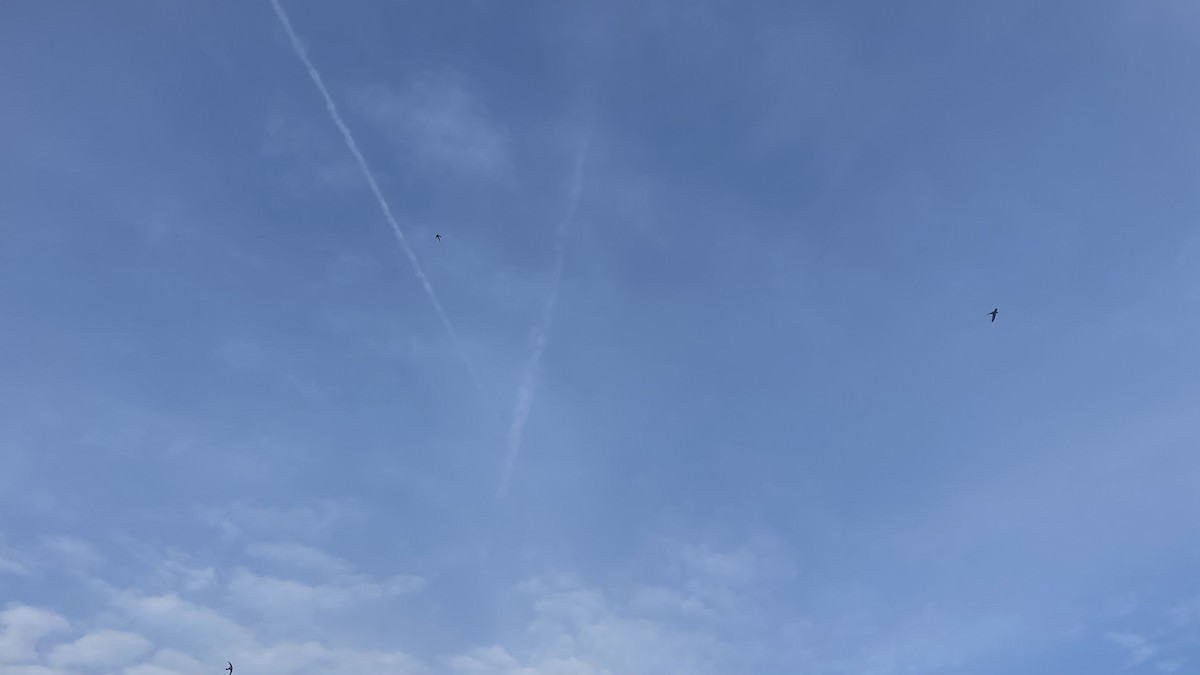 Pallid Swift - ML647292605