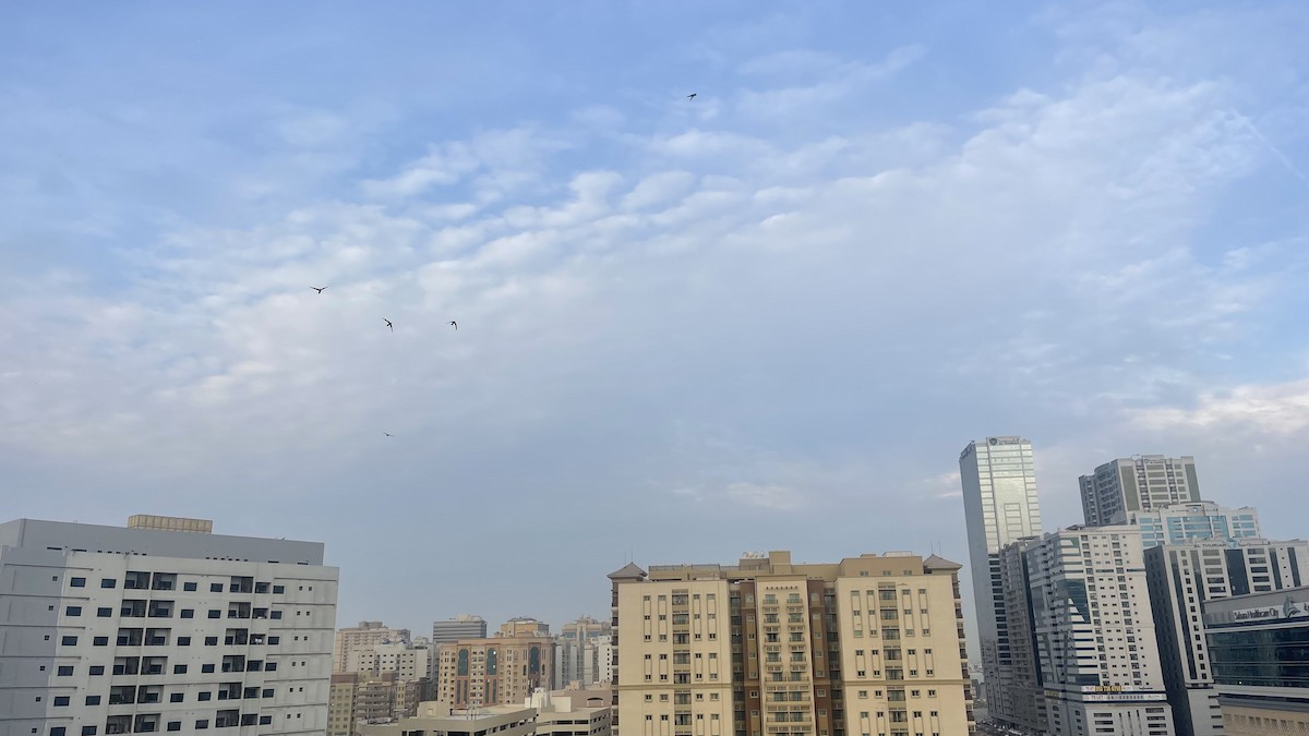 Pallid Swift - ML647292606