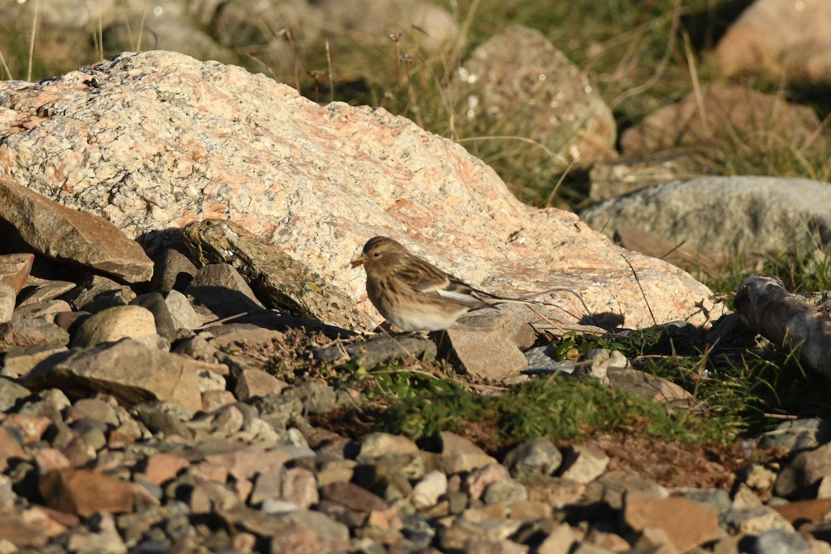 Twite - ML647292607