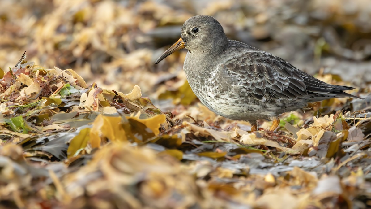 Purple Sandpiper - ML647292609
