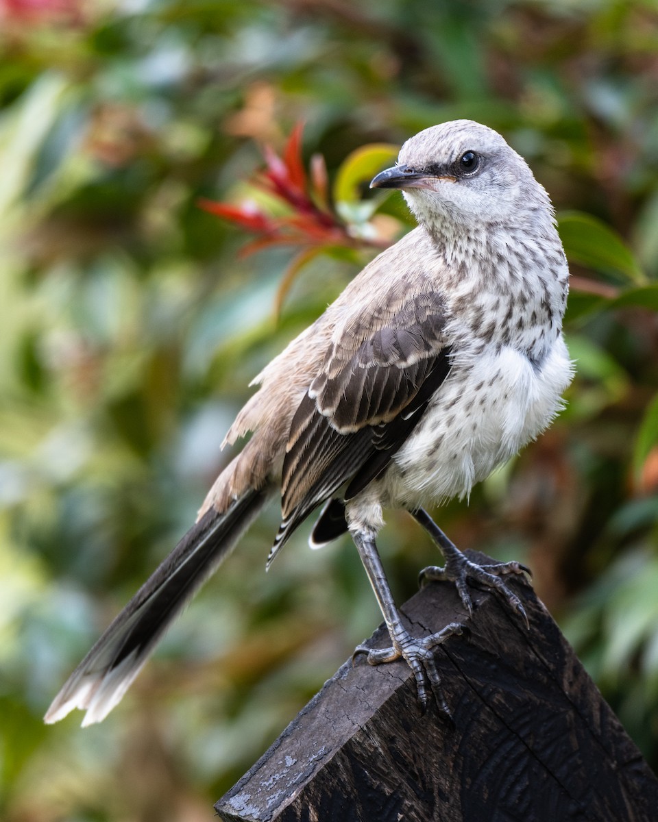 Tropical Mockingbird - ML647292613