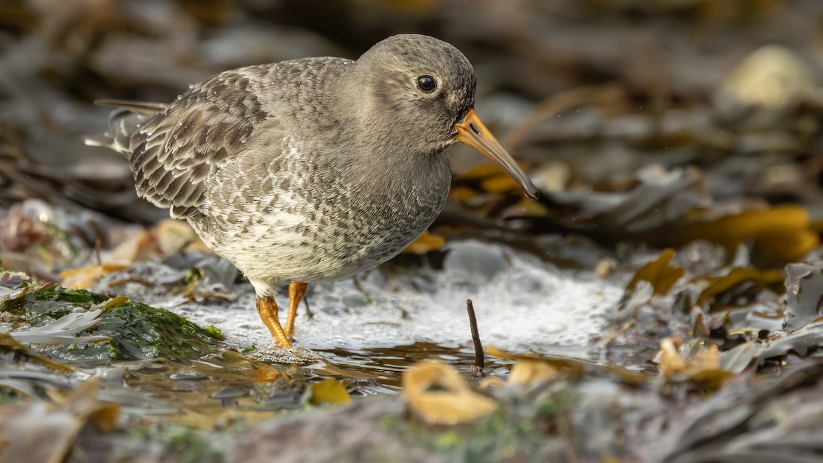 Purple Sandpiper - ML647292615