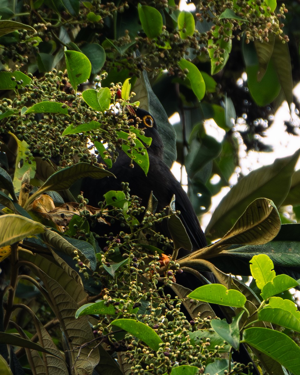 Glossy-black Thrush - ML647292616