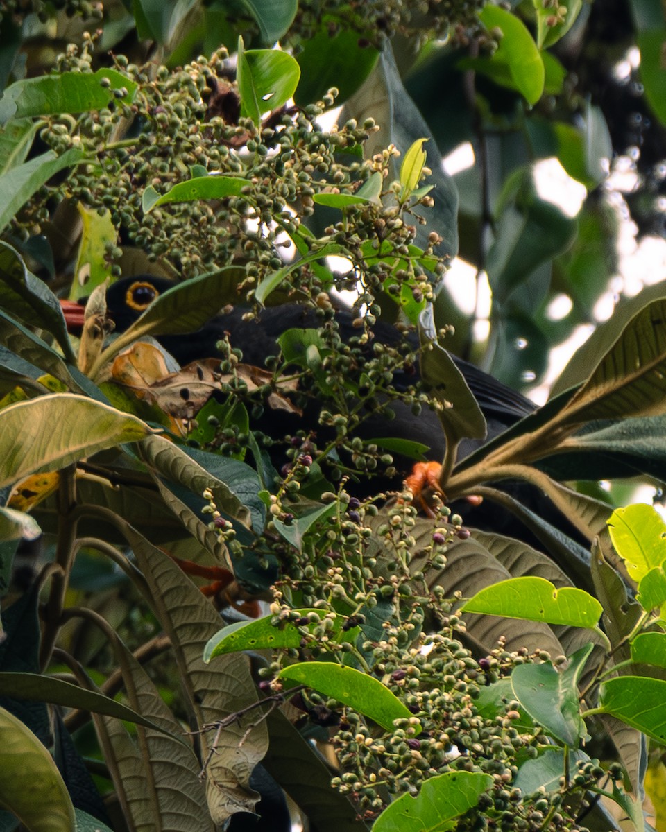 Glossy-black Thrush - ML647292617