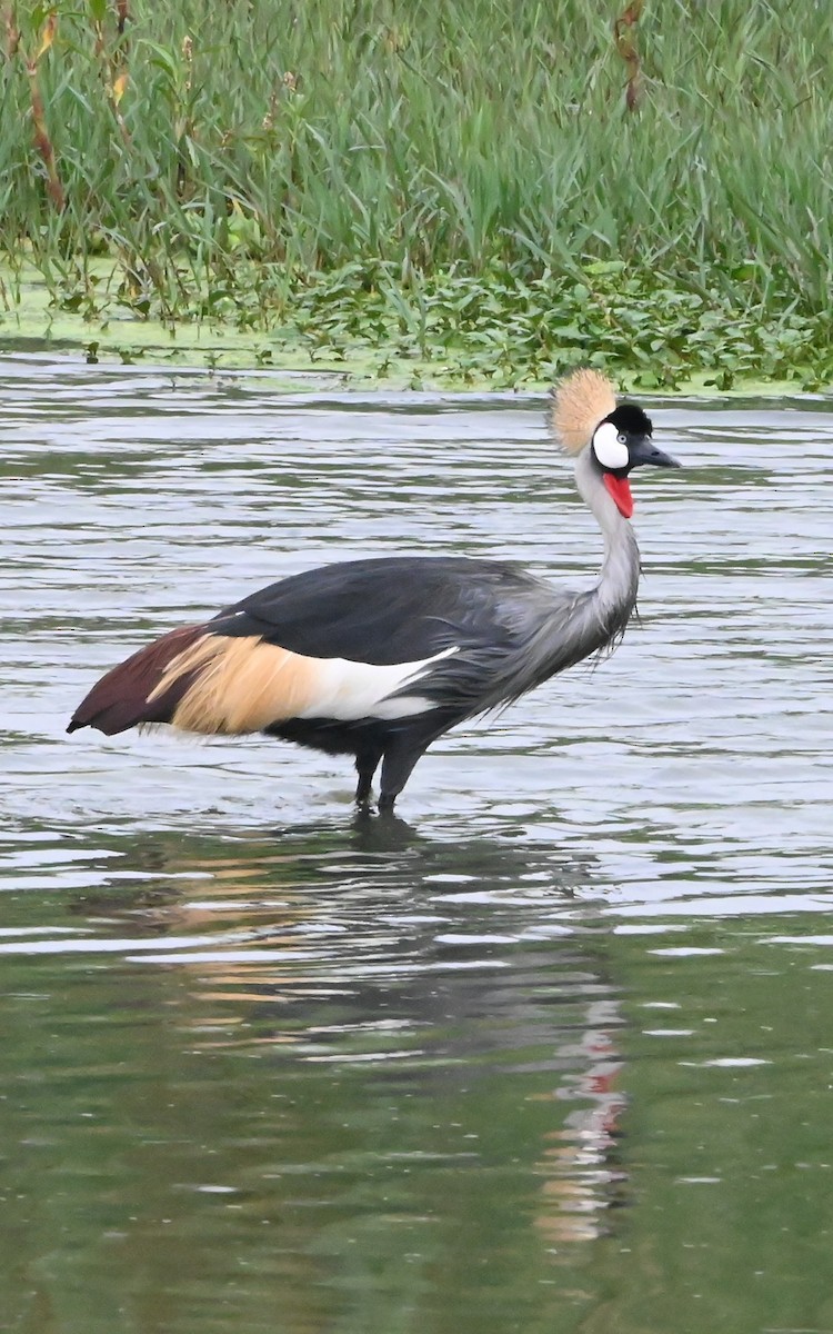 Gray Crowned-Crane - ML647292618