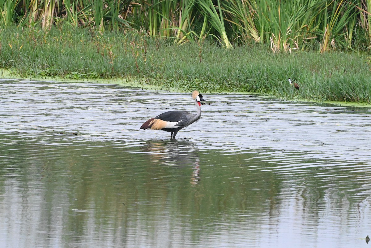 Gray Crowned-Crane - ML647292619