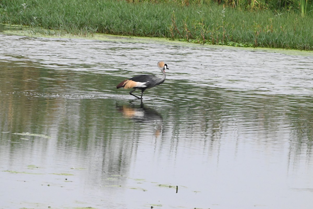 Gray Crowned-Crane - ML647292621