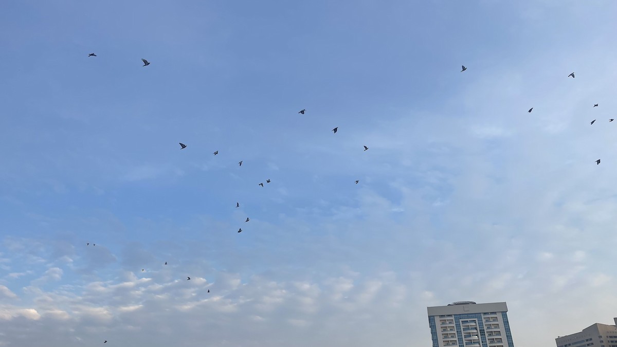 Rock Pigeon (Feral Pigeon) - ML647292623