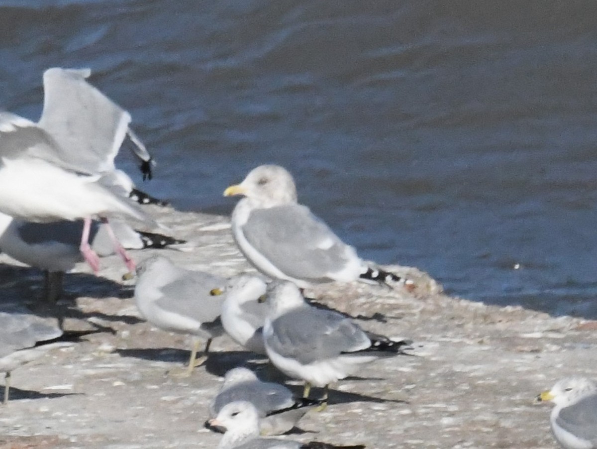 gull sp. - ML647292634