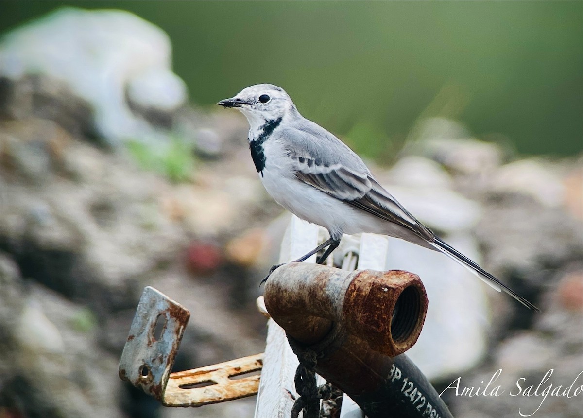 White Wagtail - ML647292635