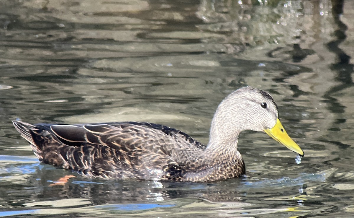 American Black Duck - ML647292650