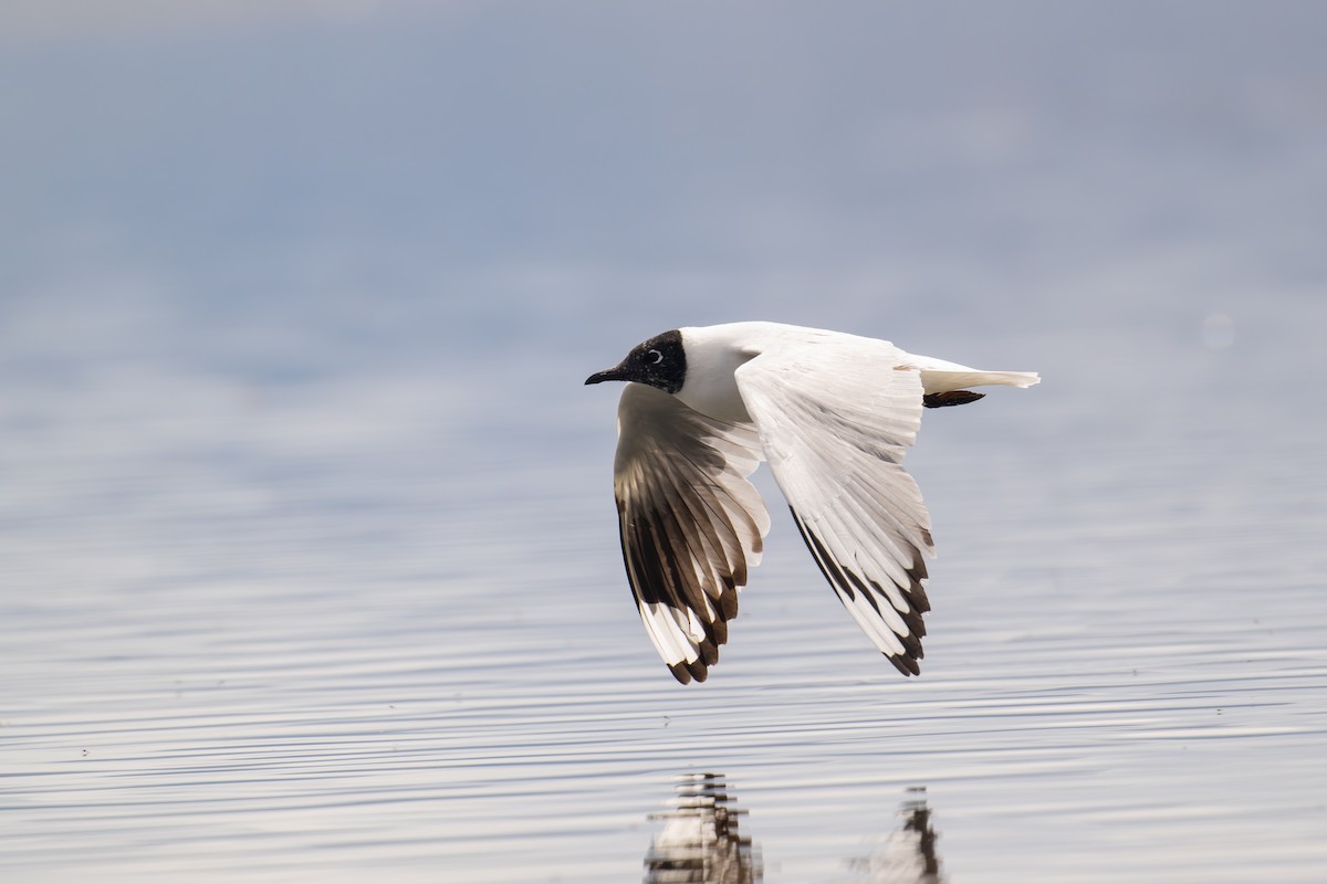 Andean Gull - ML647292669