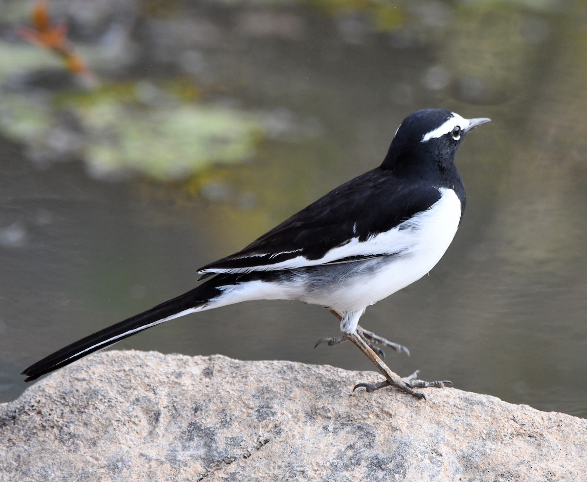 Lavandera India - ML647292670