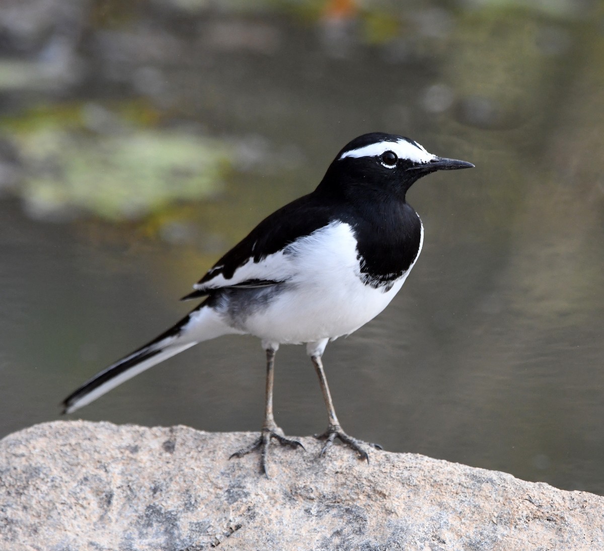 Lavandera India - ML647292671